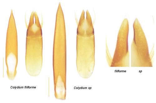 Réf. 289 037 : Colydium sp.